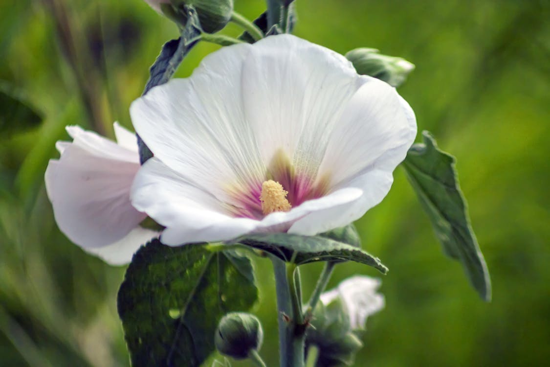 hollyhocks, white