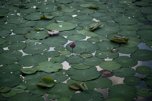 Gratis stockfoto met botanisch, groei, natuur