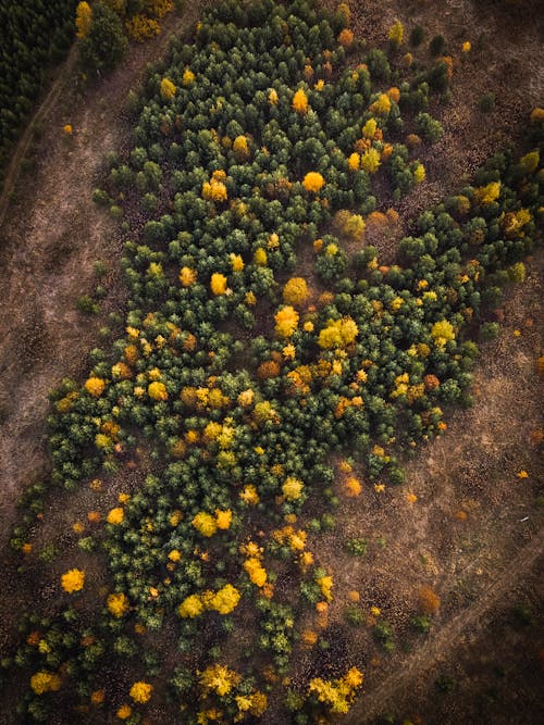 Aerial view of autumn forest 