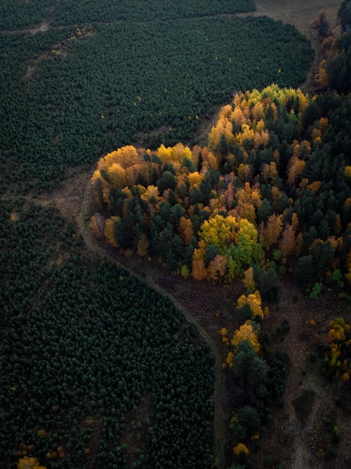 Aerial view of autumn forest 