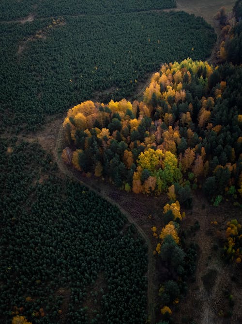 Kostnadsfri bild av dag, flygperspektiv, höst