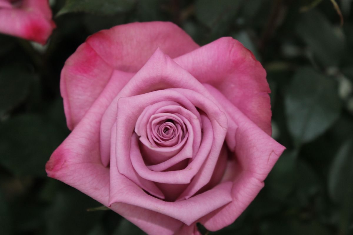 Rosa cor-de-rosa em flor