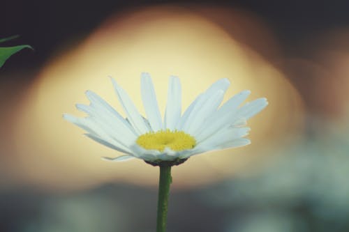 Kostenloses Stock Foto zu gänseblümchen, sonnenuntergang, weiß