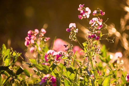 Photos gratuites de fleurs violettes