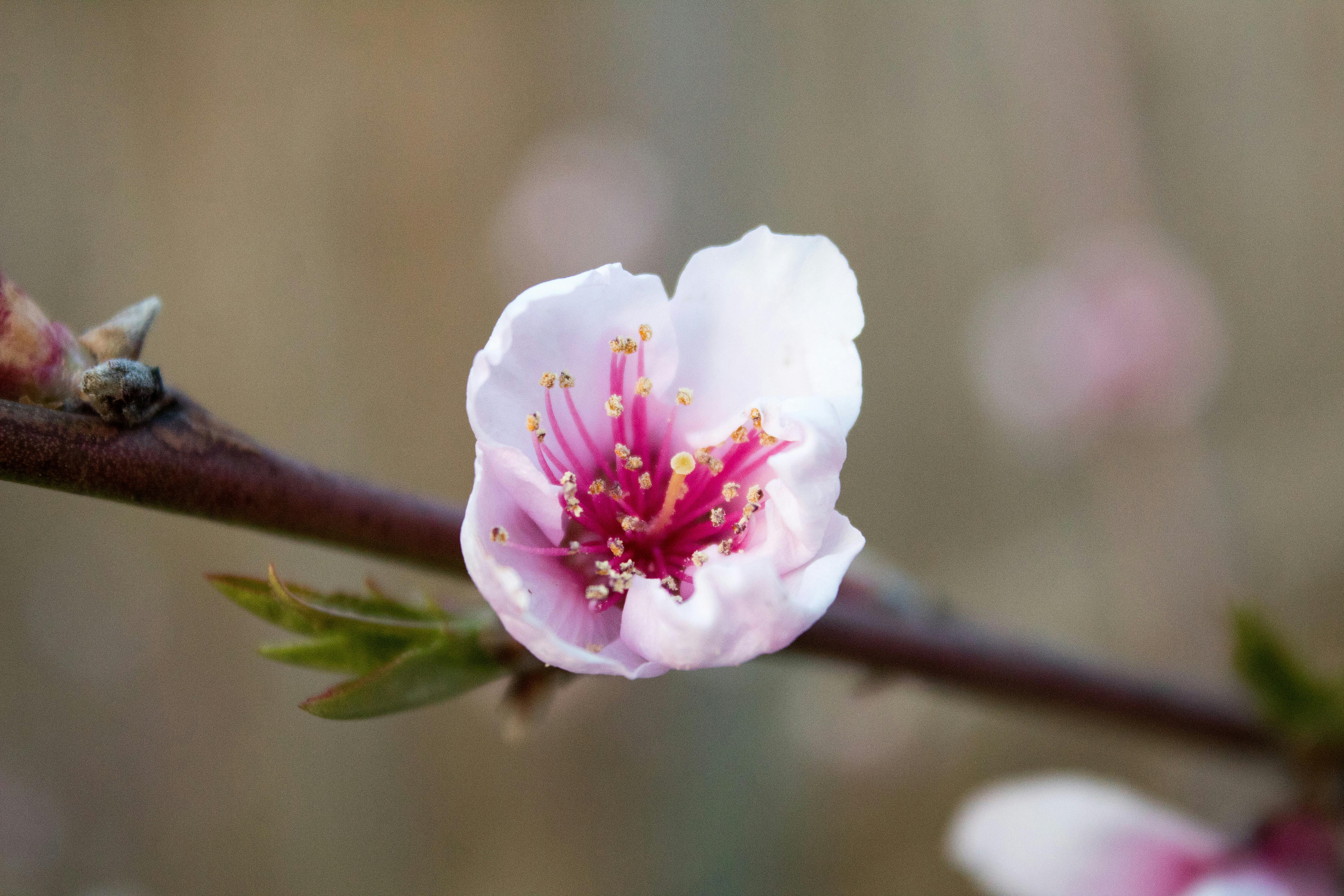 Free stock photo of flower, macro, peach blossom