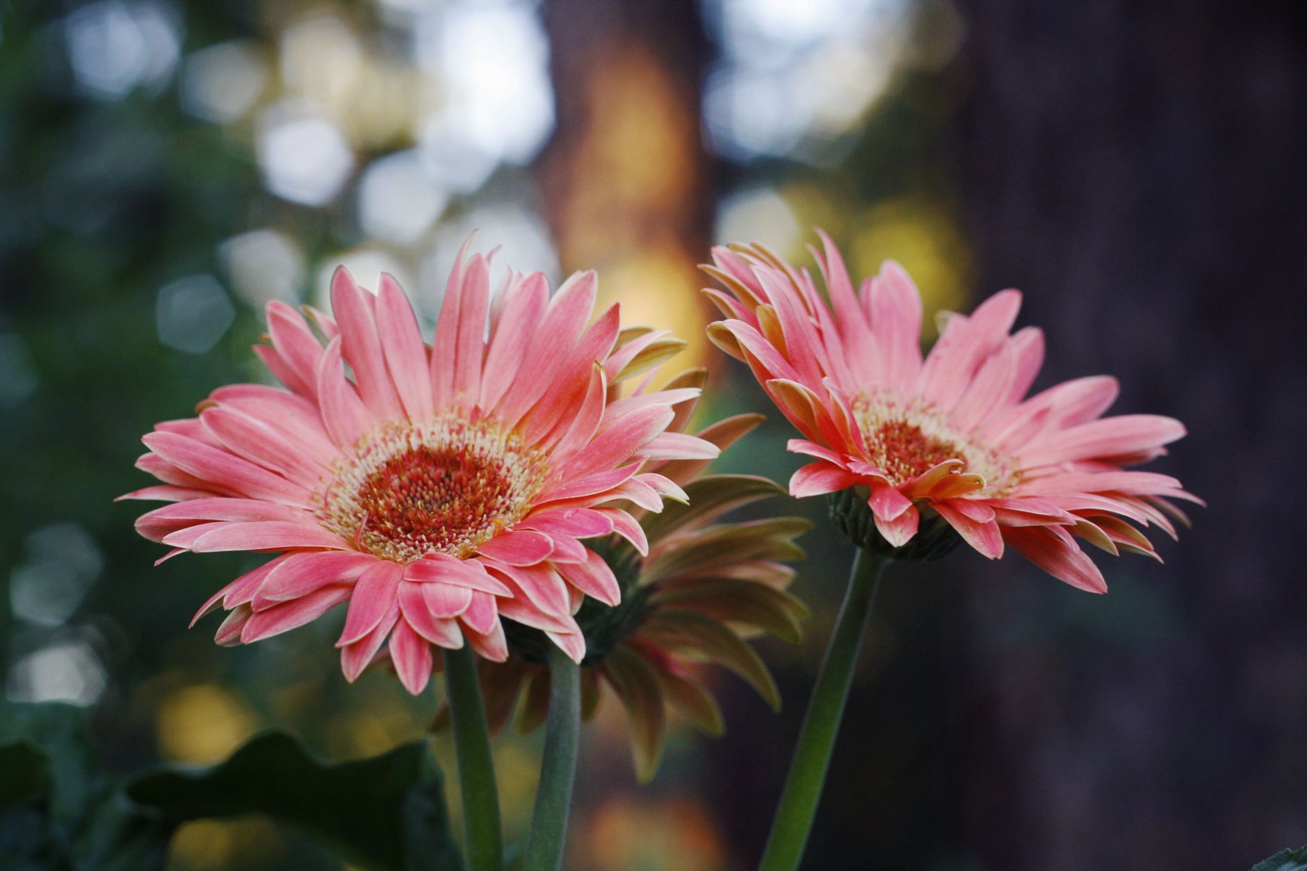 Vibrant pink gerbera daisies flourishing in an outdoor setting, showcasing their delicate petals.