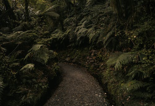 Photographie De Paysage De Fougères Vertes