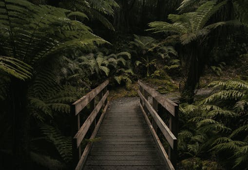 Discover the serene beauty of a wooden bridge nestled in New Zealand's lush rainforest.