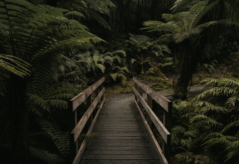 Discover the serene beauty of a wooden bridge nestled in New Zealand's lush rainforest.