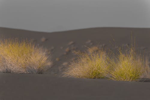 Free stock photo of arab, arid, blurred background Stock Photo