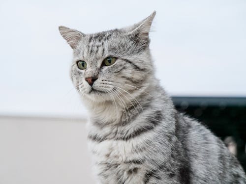 Cute Gray Tabby Cat with Long Whiskers
