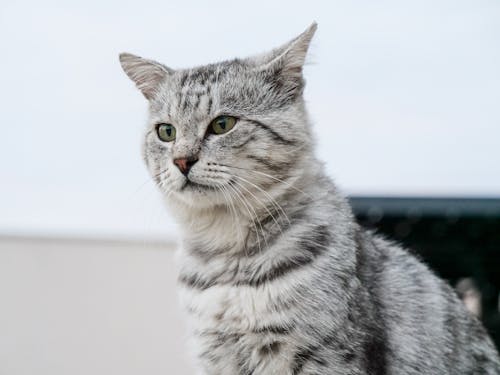 Imagine de stoc gratuită din a închide, adorabil, animal de casă