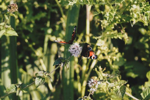 Butterflies Perched on the Flower