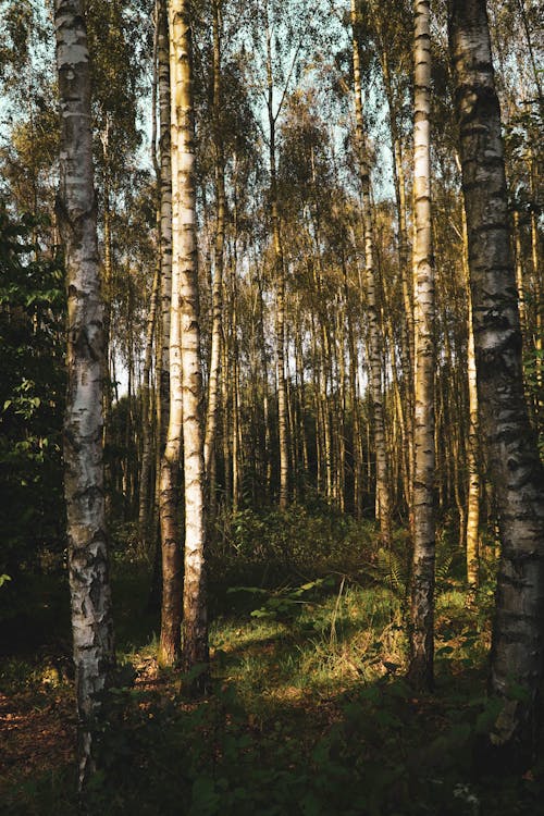 Immagine gratuita di alberi, boschi, fotografia della natura