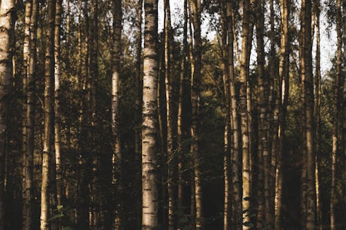 天性, 樹幹, 樹木 的 免費圖庫相片