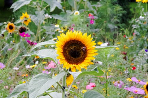 Gratis lagerfoto af bi, blomsterhave, solsikke