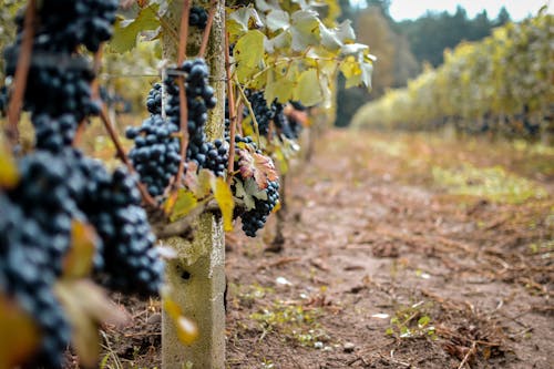 Photo of Grapevines with Fruits 