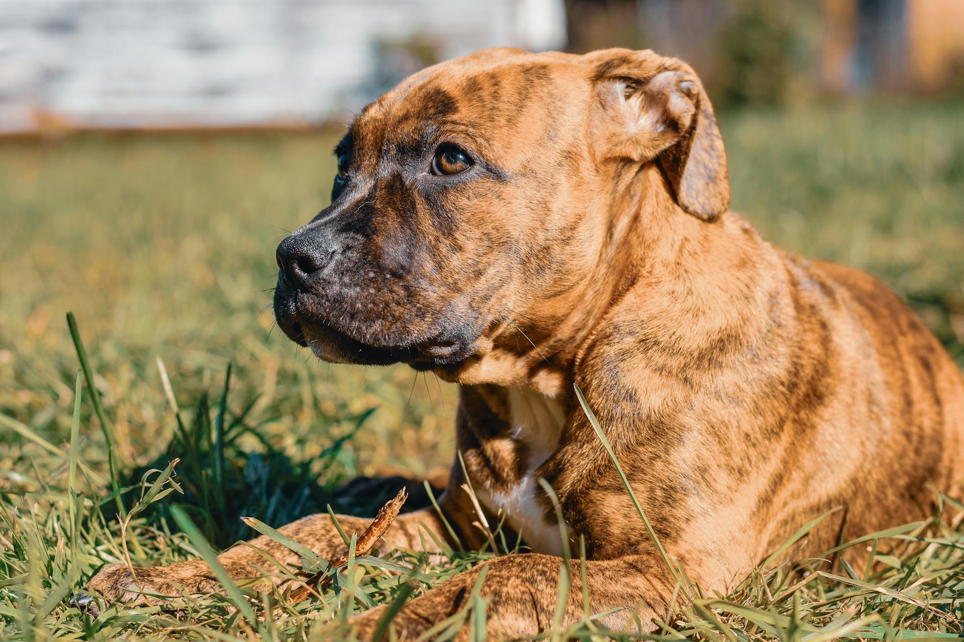 Le pitbull américain brun sur l'herbe verte