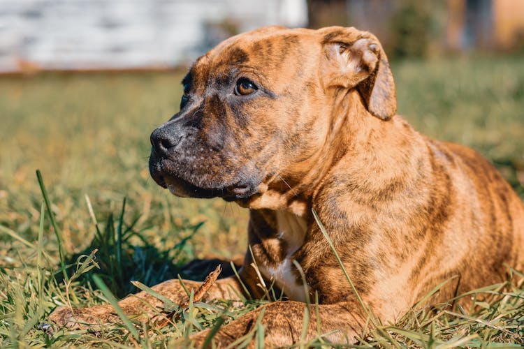 Brown American Pitbull On Green Grass