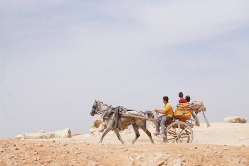 Immagine gratuita di animale, carrello del cavallo, carrozza trainata da cavalli