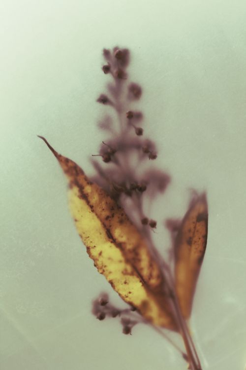 Free stock photo of dry flower, field, fog Stock Photo