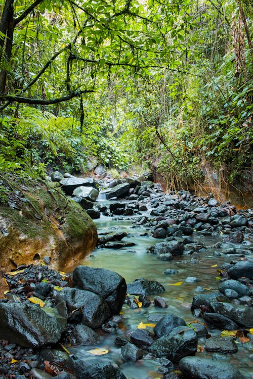 Бесплатное стоковое фото с джунгли, лес, тропический