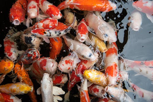 Free Koi Fishes in a Pond Stock Photo
