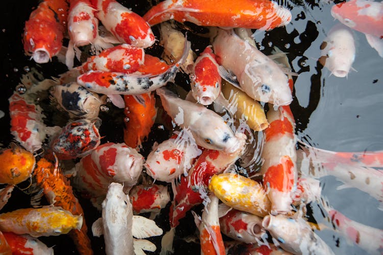 Koi Fishes In A Pond