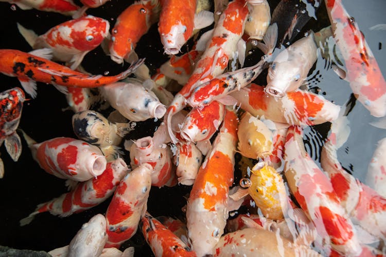 Koi Fishes In A Pond Of Water