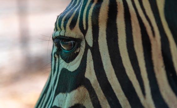 Detailed close-up of a zebra's eye showcasing its unique black and white stripes.