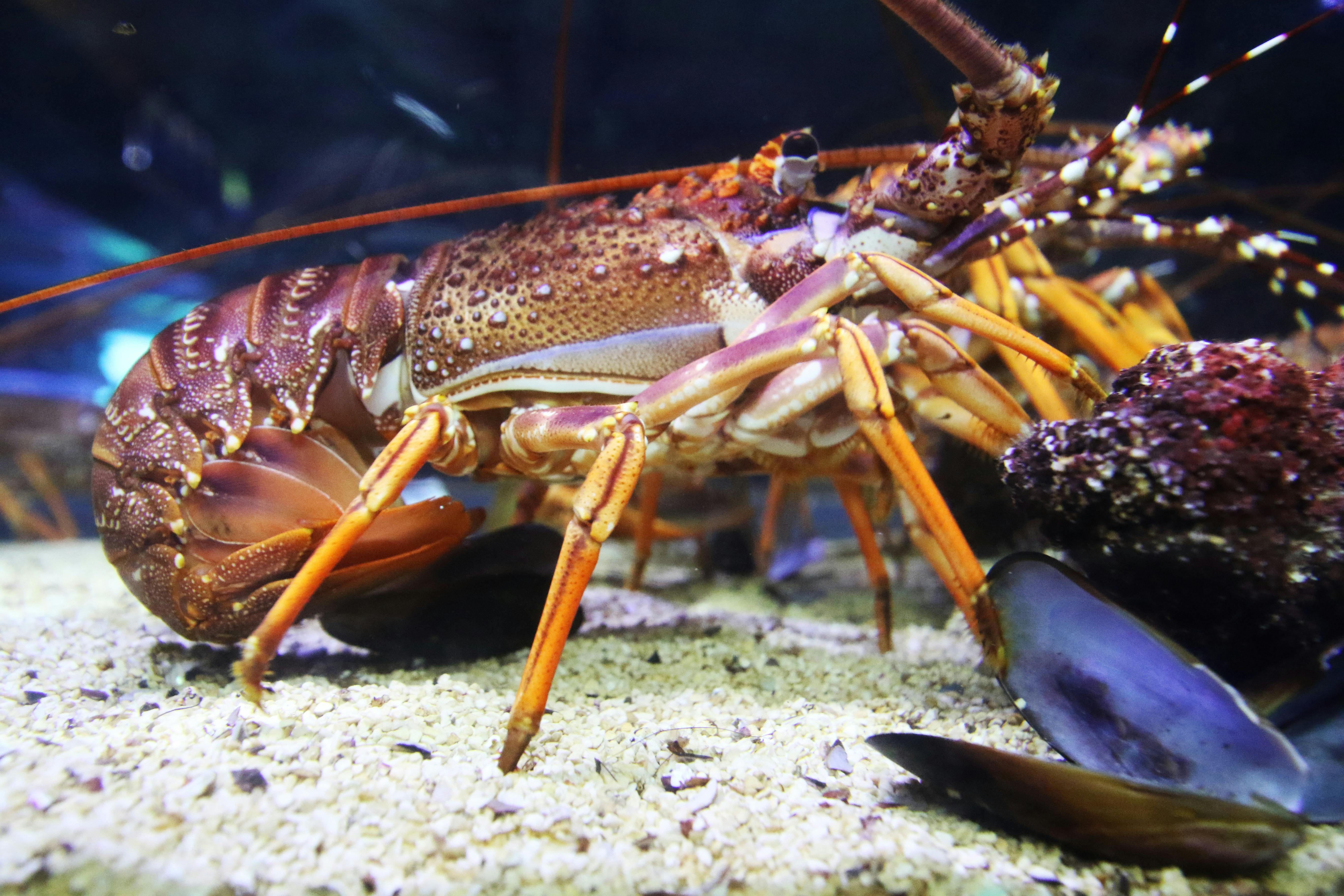 Crayfish Crayfish