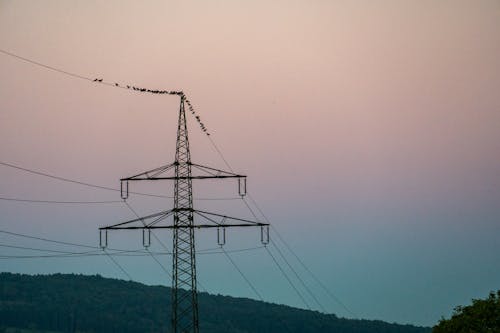 Free stock photo of bird, evening, evening sky