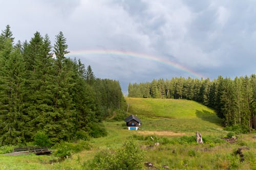 Fotos de stock gratuitas de aislado, arboles, arco iris