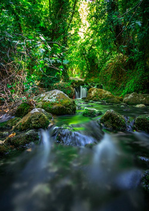 Free stock photo of stream, trees forest, water running