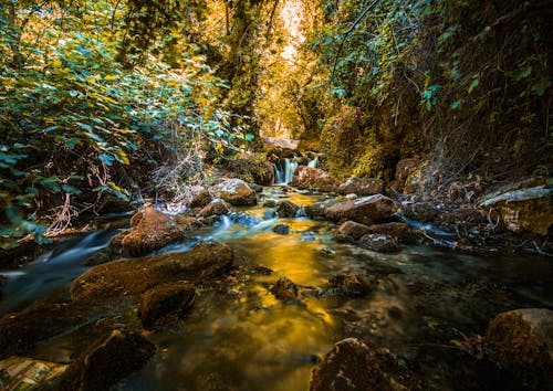 Foto profissional grátis de água corrente, árvores, cachoeira