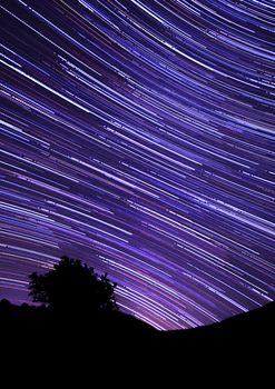 Capture of star trails across a night sky with a tree silhouette in the foreground.