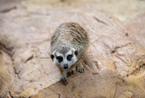 Free A curious meerkat standing on a rock, captured in a natural outdoor setting. Stock Photo