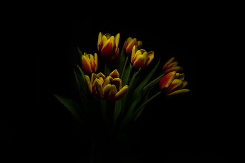 Free stock photo of background, black, flower