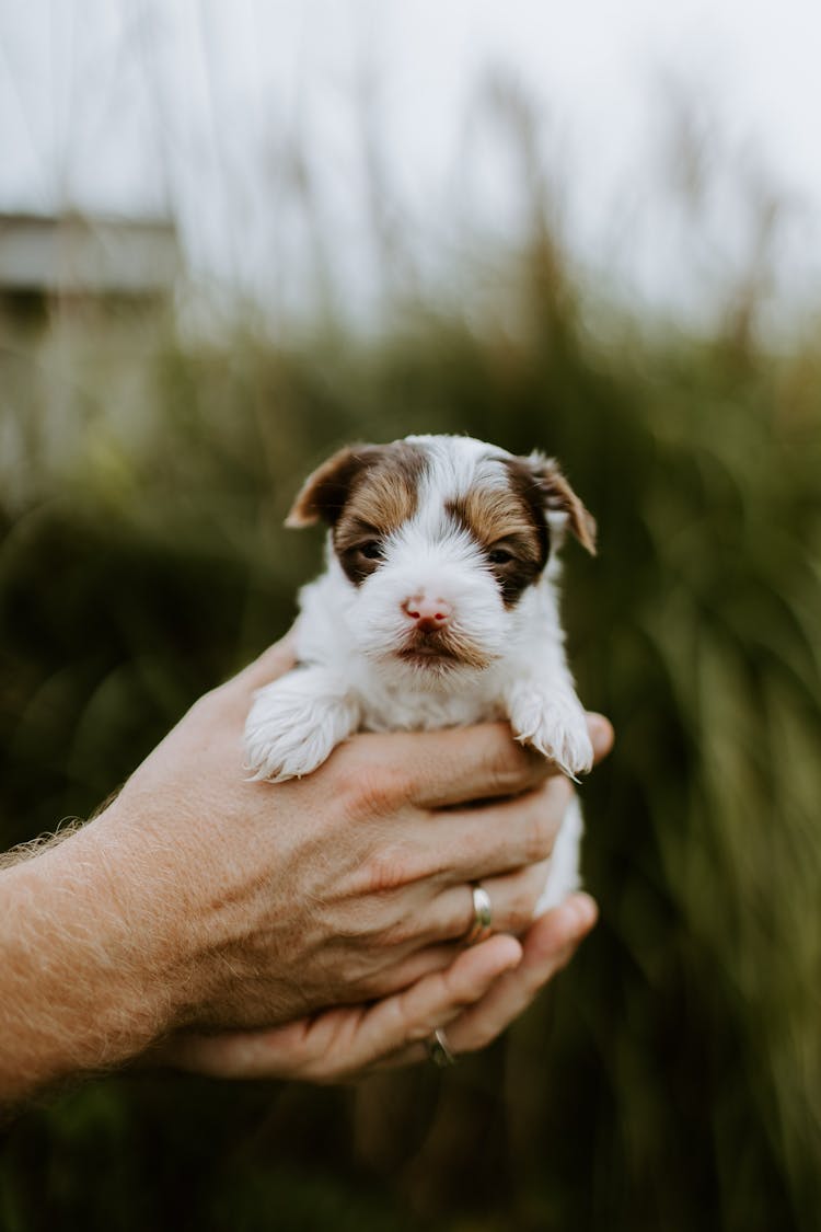 Person Holding White And Brown Puppy