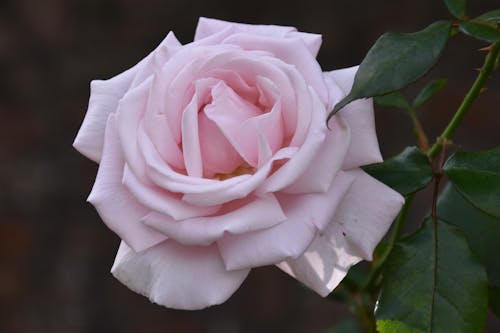 Free stock photo of dark background, pink rose