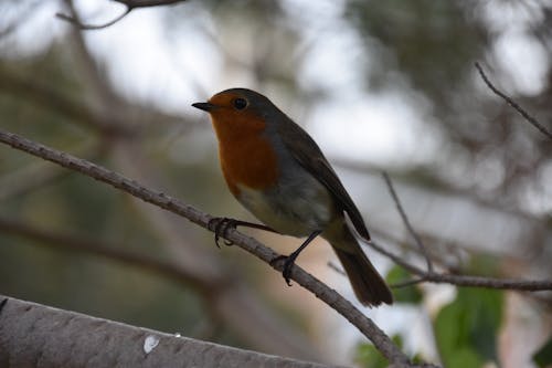 Free stock photo of bird, christmas, robin