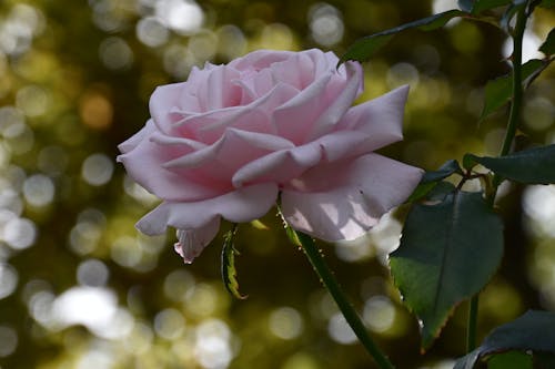 天性, 漂亮, 玫瑰 的 免费素材图片