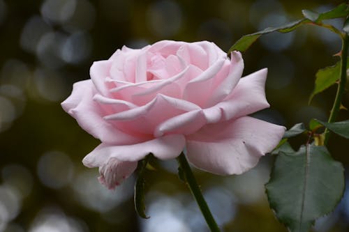 单玫瑰, 天性, 浅粉色 的 免费素材图片