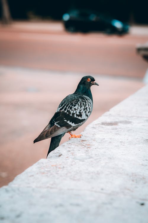 Free Feral Pigeon in Blurred Background  Stock Photo