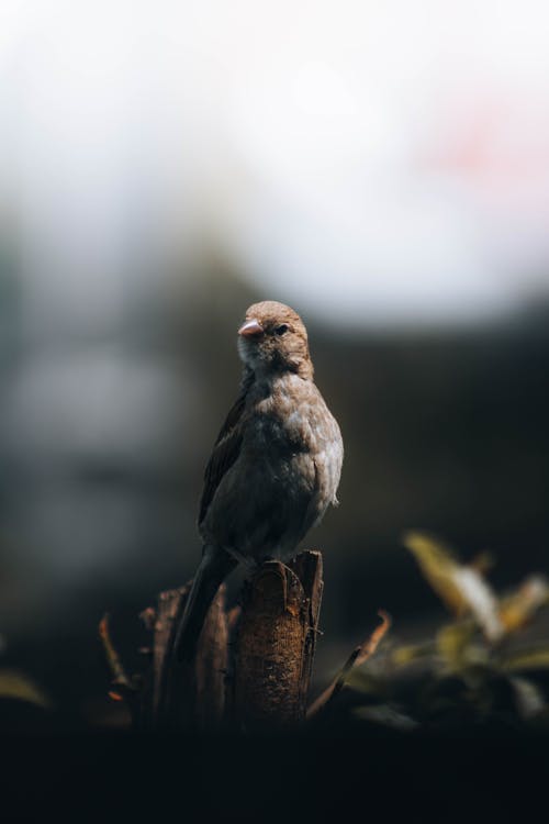Free A Sparrow Bird in Close-Up Photography Stock Photo