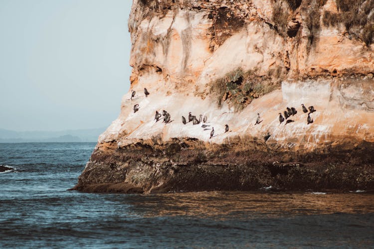 Penguins On A Cliff