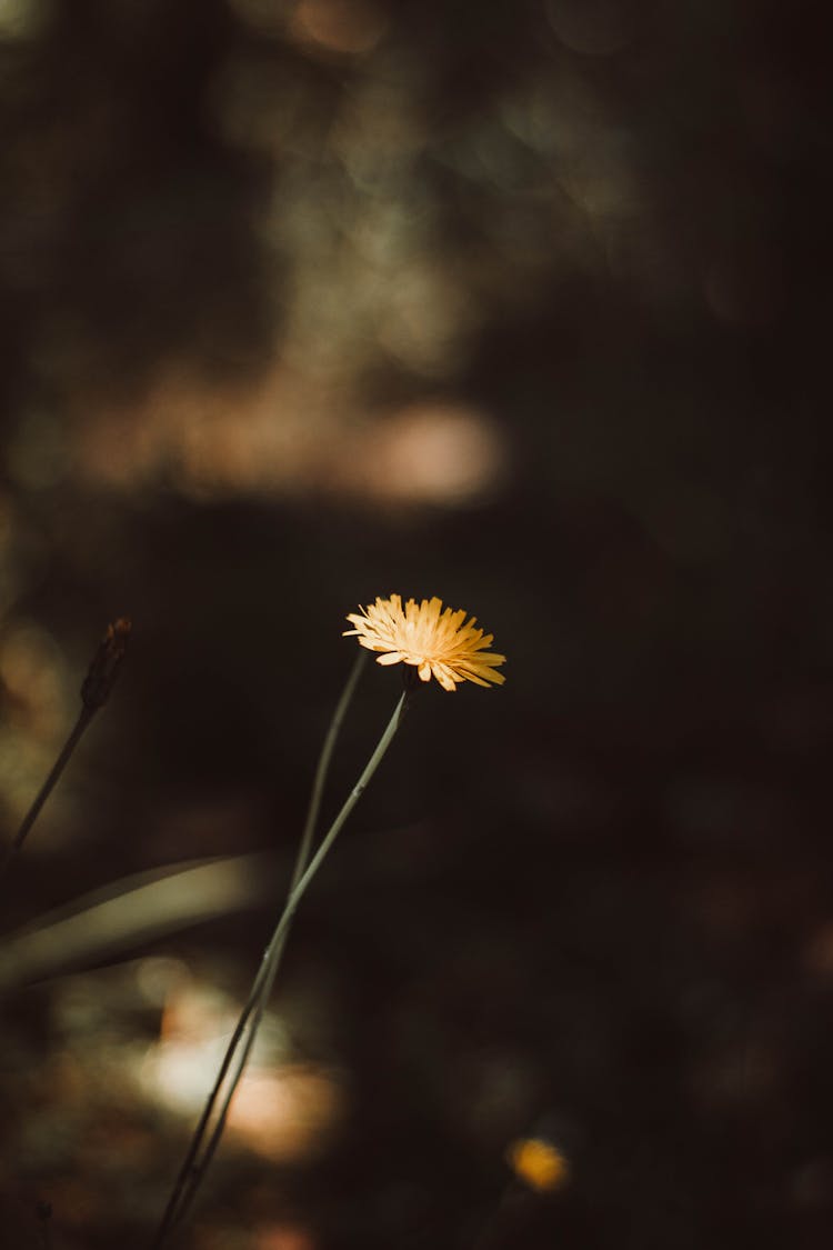 A Yellow Common Dandelion Flower