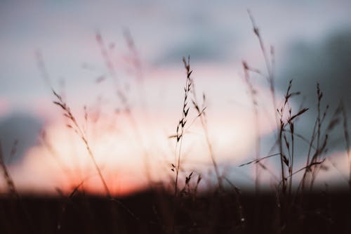 Free Silhouette of Grass During Sunset Stock Photo