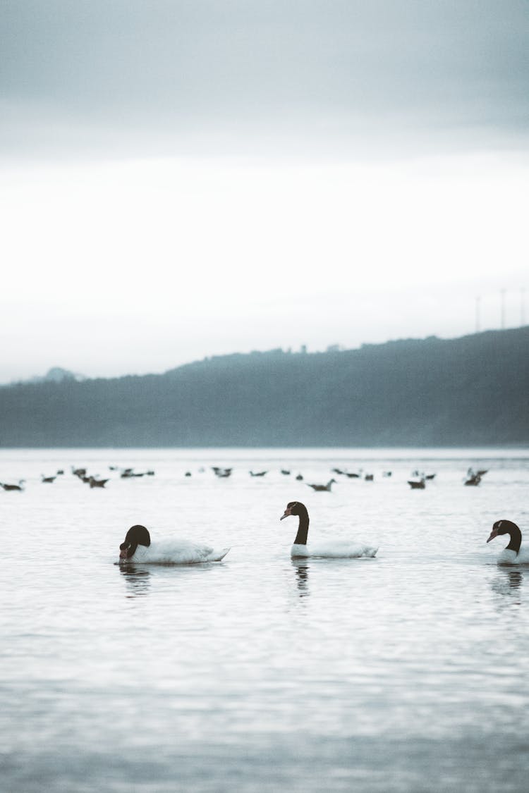 Geese Swimming In A Lake 