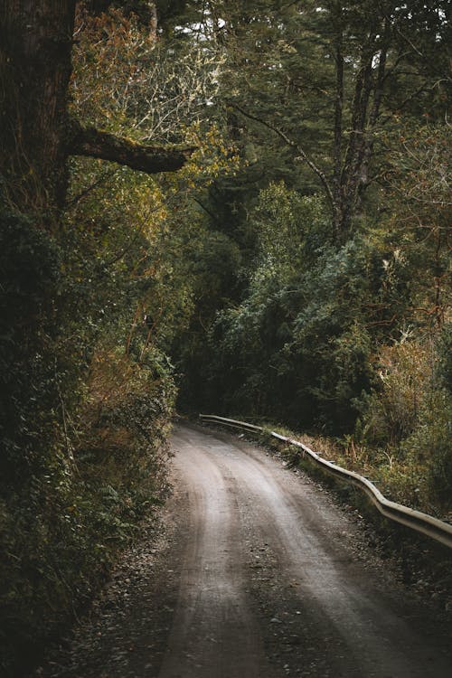 Dirt Road in Between Green Trees · Free Stock Photo